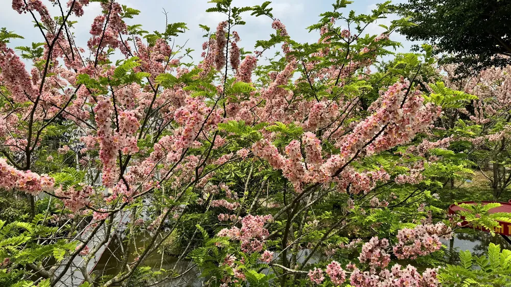 z7732163062164-3ac9df74b488c944fd5e4dfb9417d33f-4381-2871.jpg (1)